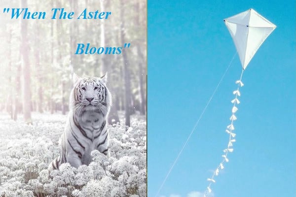 When The Aster Blooms