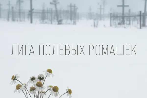 Лига полевых ромашек