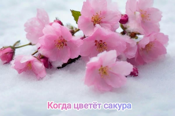 Когда цветёт сакура