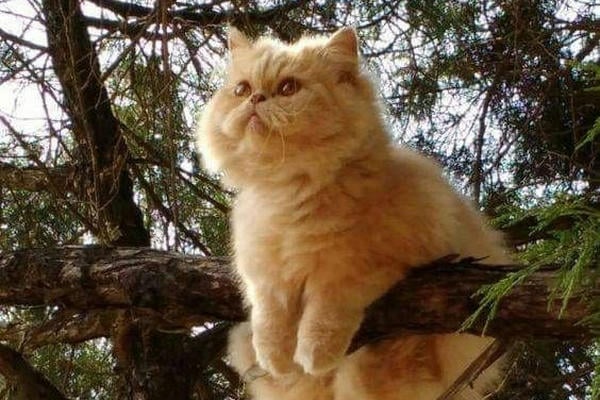 Мама-кошка