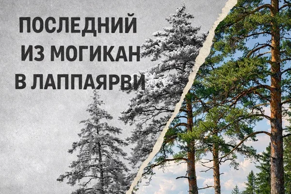 Последний из могикан в Лаппаярви