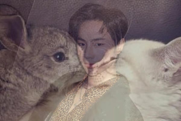 Бесстыжий заяц и застенчивый кот