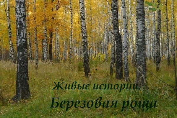Березовая роща