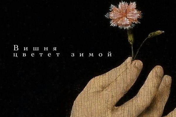 Вишня цветет зимой