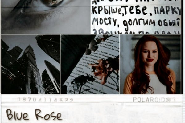 Blue Rose
