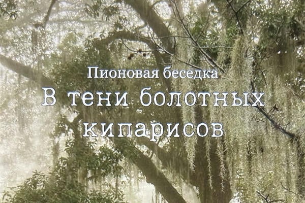 В тени болотных кипарисов