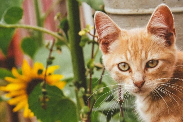 Кошка в подсолнухах