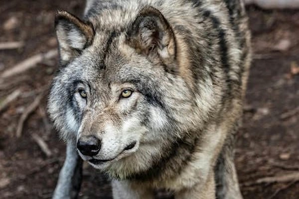 Люблю тебя до последней капли крови, мой волчонок