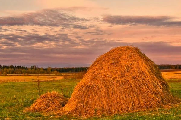 Скошенная трава