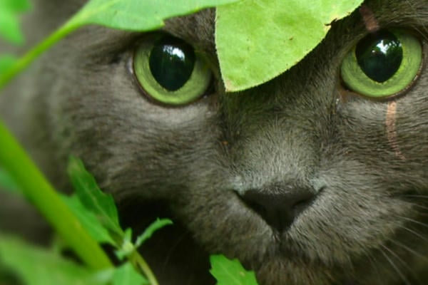 Кошачья Мята