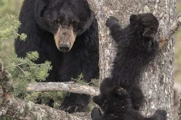 Тұншықтырылған онлайн порно Жасырын камера порно большие жопы
