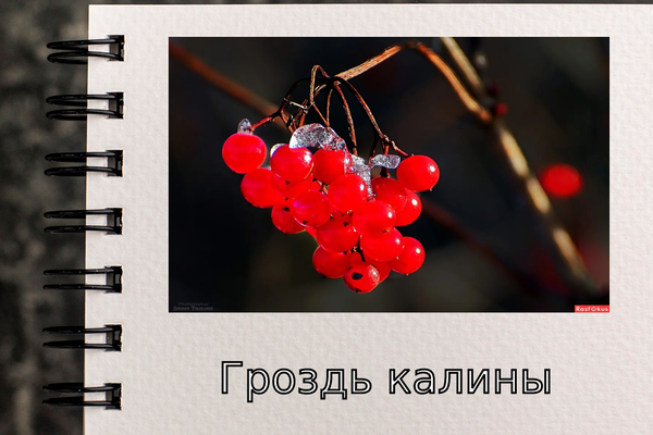 Гроздь калины