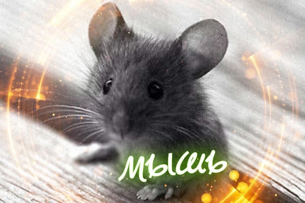 Мышь