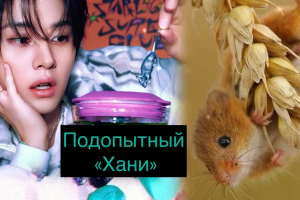 Подопытный «Хани»