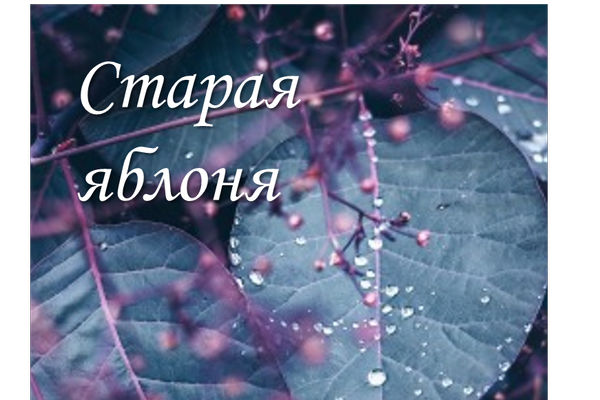 Старая яблоня перед подъездом
