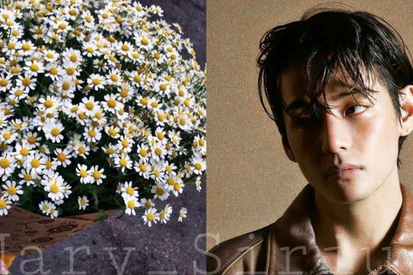 Chamomile