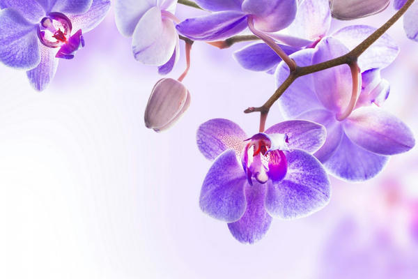 是，大臣 ✿