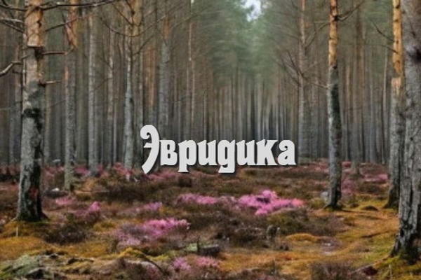 Эвридика