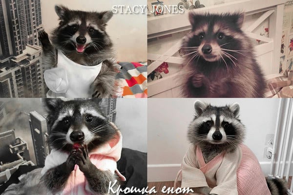 Крошка енот