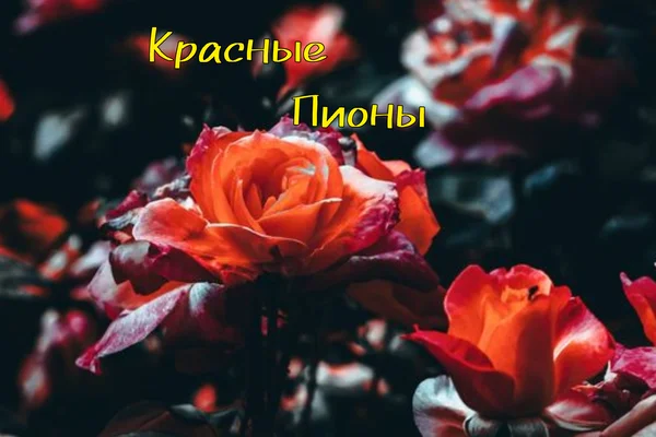 Красные пионы