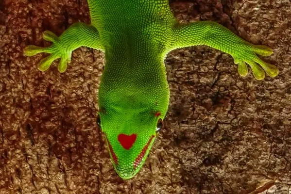 ❤ День Святого Вадима ❤