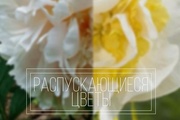 Распускающиеся цветы