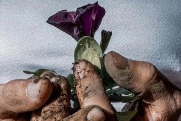 Росток надежды