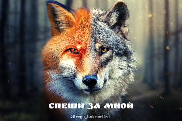 Спеши за мной