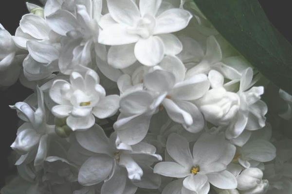 Сирень
