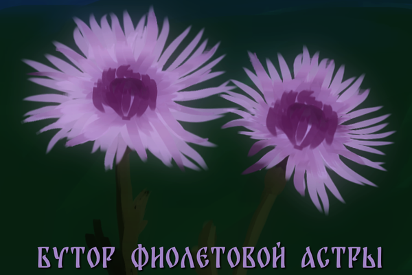 Бутон фиолетовой астры