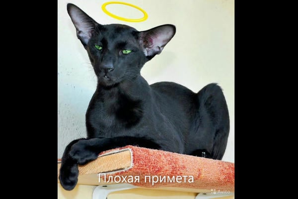 Плохая примета