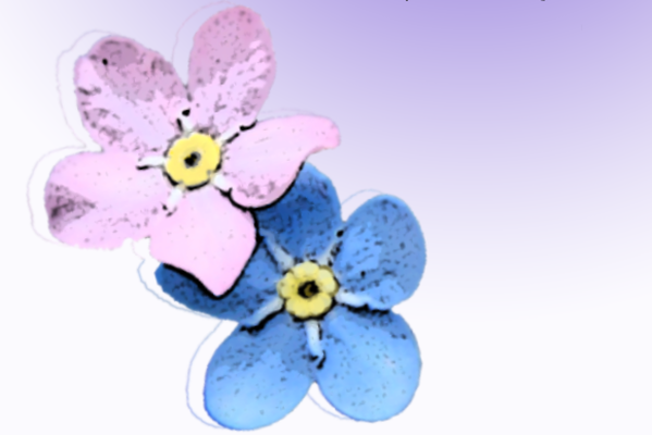 Forget-me-not
