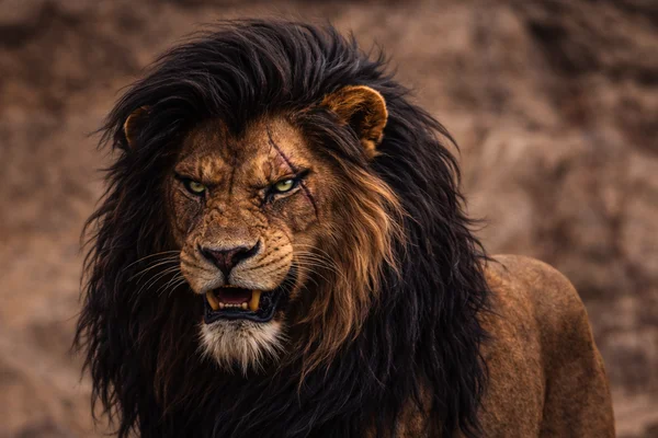 Bad King, Bad Lion