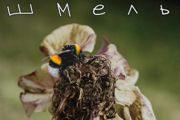 шмель