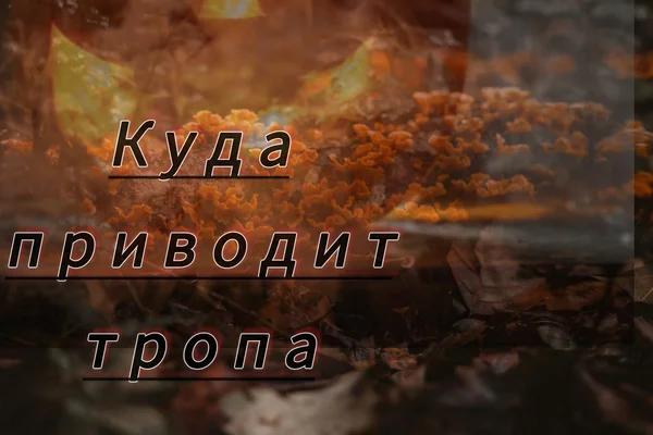 Куда приводит тропа