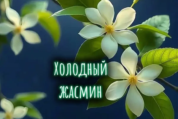 Холодный жасмин