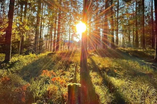 Во всем виноват лес ⛺️