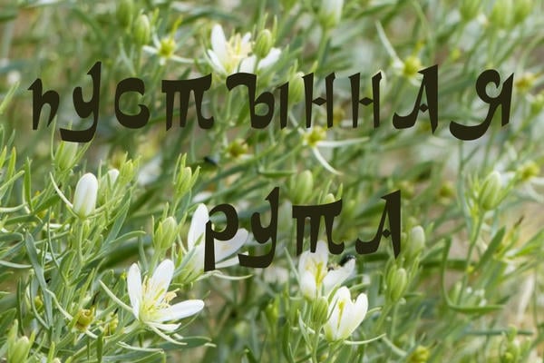 Пустынная рута
