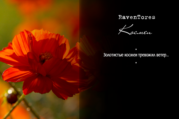 Космеи