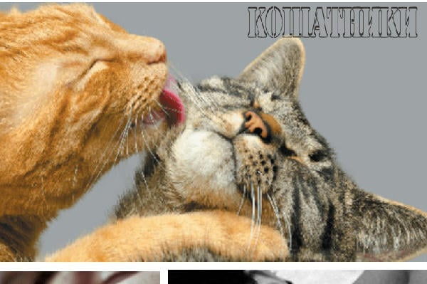 Кошатники