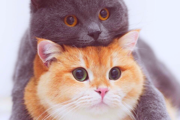 Любовь Котов
