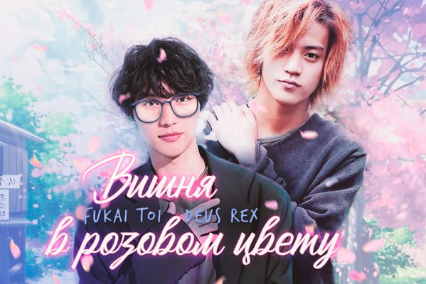 Вишня в розовом цвету