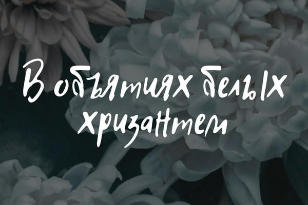 В объятиях белых хризантем