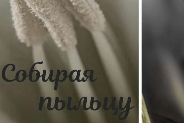 Собирая пыльцу.