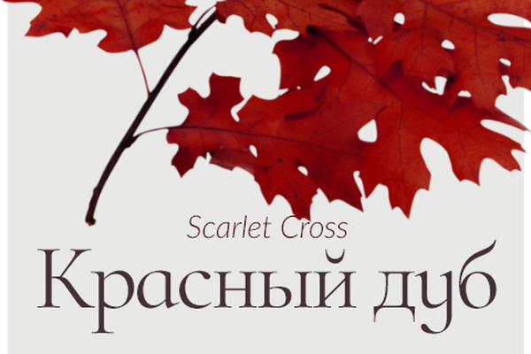 Красный дуб