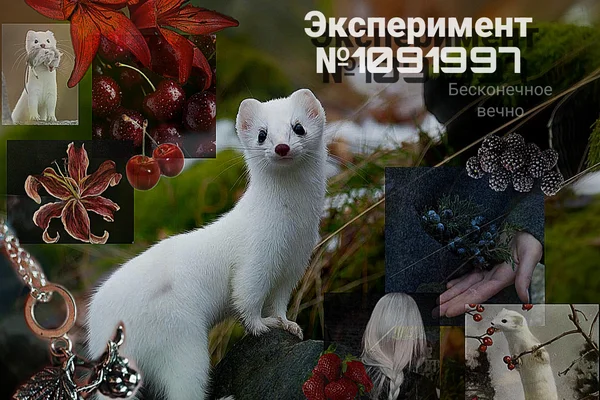 Эксперимент №1091997