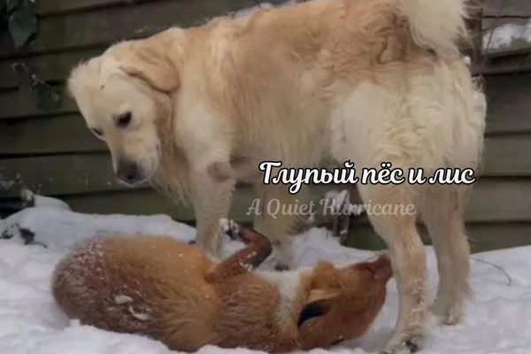 Глупый пёс и лис.