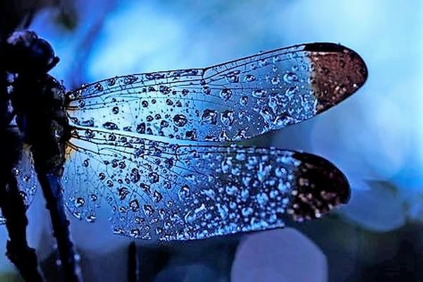 Odonata