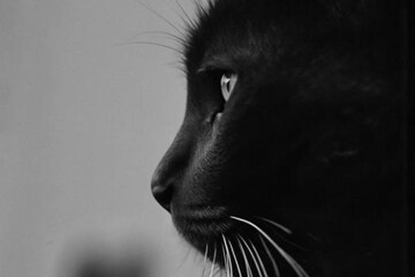 Котик
