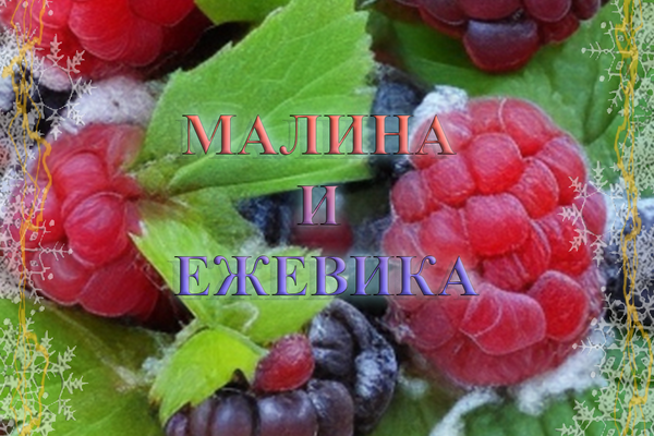 Малина и ежевика
